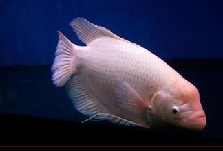 魟魚(yú)身體腐爛脫皮有救嗎：魟魚(yú)身體腐爛脫皮有救嗎[需手動(dòng)填充][需手動(dòng)填充]魚(yú)身體腐爛脫皮有救嗎 魟魚(yú)身體腐爛脫皮有救嗎：魟魚(yú)身體腐爛脫皮有救嗎[需手動(dòng)填充][需手動(dòng)填充]魚(yú)身體腐爛脫皮有救嗎 魟魚(yú)百科 第1張