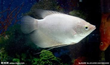 魟魚(yú)身體腐爛脫皮有救嗎：魟魚(yú)身體腐爛脫皮有救嗎[需手動(dòng)填充][需手動(dòng)填充]魚(yú)身體腐爛脫皮有救嗎 魟魚(yú)身體腐爛脫皮有救嗎：魟魚(yú)身體腐爛脫皮有救嗎[需手動(dòng)填充][需手動(dòng)填充]魚(yú)身體腐爛脫皮有救嗎 魟魚(yú)百科 第3張
