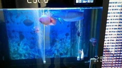 遼陽龍魚vs祥龍魚場(遼陽龍魚與祥龍魚場有什么區別?) 全國水族館企業名錄 第3張 遼陽龍魚vs祥龍魚場(遼陽龍魚與祥龍魚場有什么區別?) 遼陽龍魚vs祥龍魚場(遼陽龍魚與祥龍魚場有什么區別?) 全國水族館企業名錄 第3張