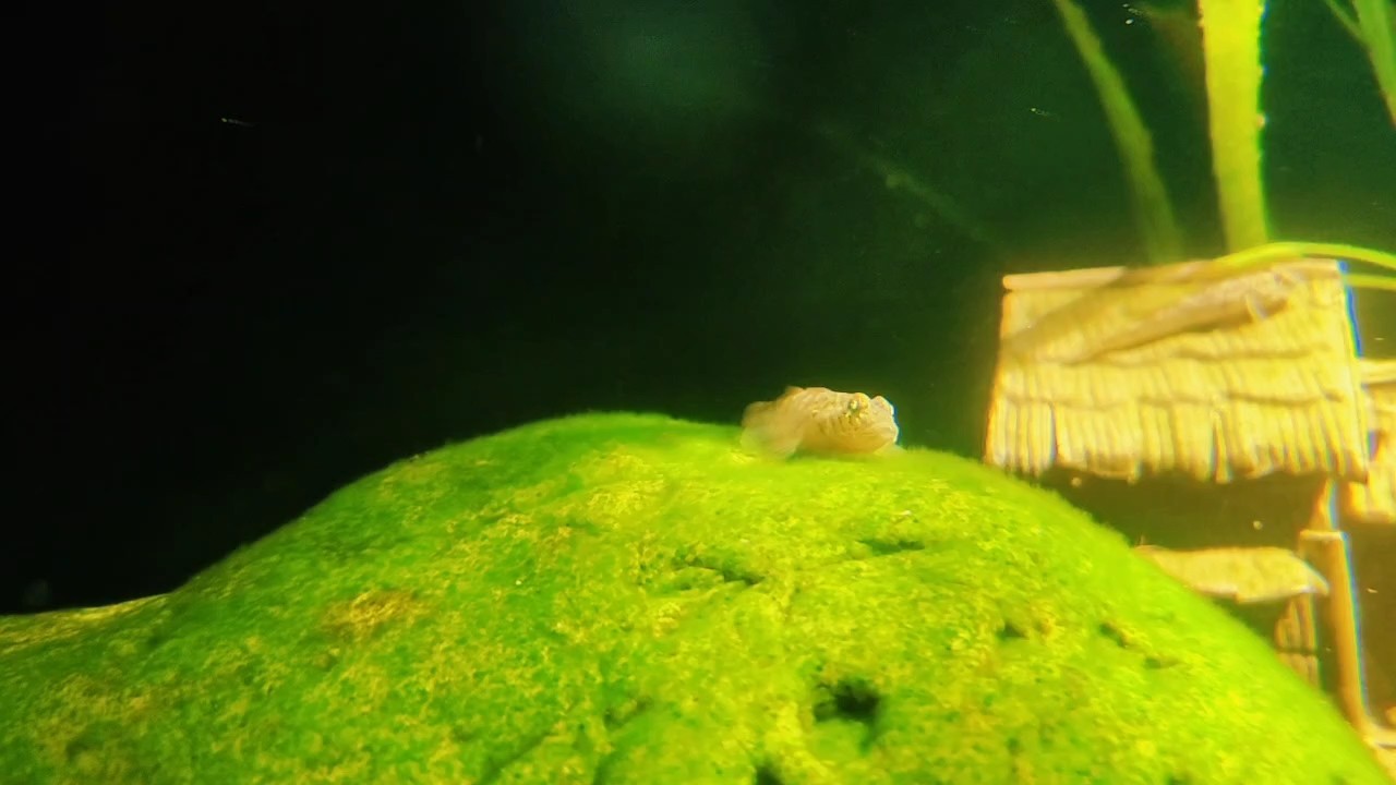 蝦虎