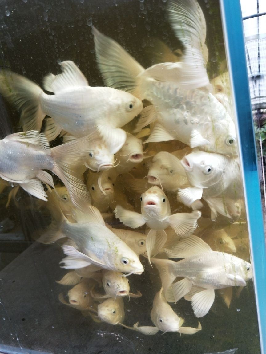綿陽魚缸批發在哪里進貨好點呢（綿陽賣觀賞魚的地方）