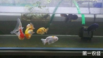 60魚缸養(yǎng)多少金魚合適:60厘米的魚缸養(yǎng)的6厘米的魚缸養(yǎng)的6厘米金魚可以養(yǎng)5條 魚缸百科 第1張 60魚缸養(yǎng)多少金魚合適:60厘米的魚缸養(yǎng)的6厘米的魚缸養(yǎng)的6厘米金魚可以養(yǎng)5條 60魚缸養(yǎng)多少金魚合適:60厘米的魚缸養(yǎng)的6厘米的魚缸養(yǎng)的6厘米金魚可以養(yǎng)5條 魚缸百科 第1張