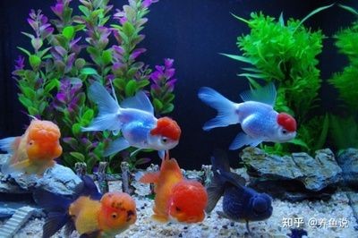 60魚缸養(yǎng)多少金魚合適：60厘米的魚缸養(yǎng)的6厘米的魚缸養(yǎng)的6厘米金魚可以養(yǎng)5條 60魚缸養(yǎng)多少金魚合適：60厘米的魚缸養(yǎng)的6厘米的魚缸養(yǎng)的6厘米金魚可以養(yǎng)5條 魚缸百科 第2張