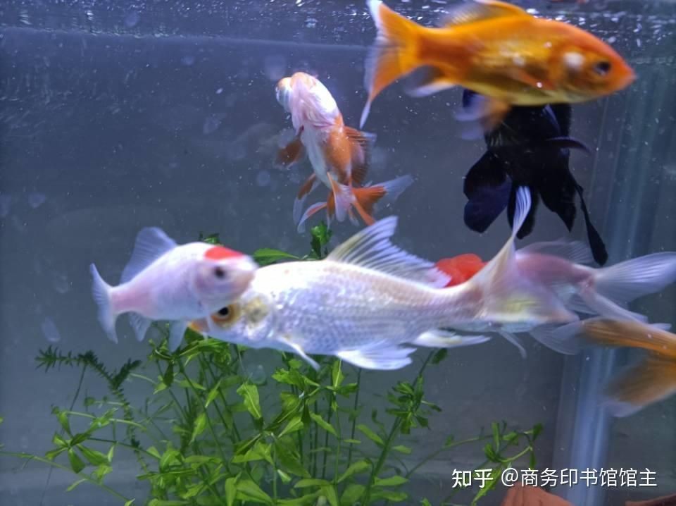 60魚缸養(yǎng)多少金魚合適:60厘米的魚缸養(yǎng)的6厘米的魚缸養(yǎng)的6厘米金魚可以養(yǎng)5條 魚缸百科 第3張 60魚缸養(yǎng)多少金魚合適:60厘米的魚缸養(yǎng)的6厘米的魚缸養(yǎng)的6厘米金魚可以養(yǎng)5條 60魚缸養(yǎng)多少金魚合適:60厘米的魚缸養(yǎng)的6厘米的魚缸養(yǎng)的6厘米金魚可以養(yǎng)5條 魚缸百科 第3張