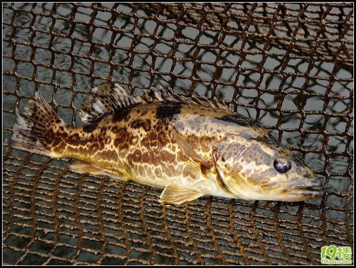 野生老虎魚能吃嗎：野生老虎魚可以吃嗎，野生老虎魚能吃嗎， 野生老虎魚能吃嗎：野生老虎魚可以吃嗎，野生老虎魚能吃嗎， 虎魚百科 第1張