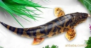野生老虎魚能吃嗎：野生老虎魚可以吃嗎，野生老虎魚能吃嗎， 野生老虎魚能吃嗎：野生老虎魚可以吃嗎，野生老虎魚能吃嗎， 虎魚百科 第2張