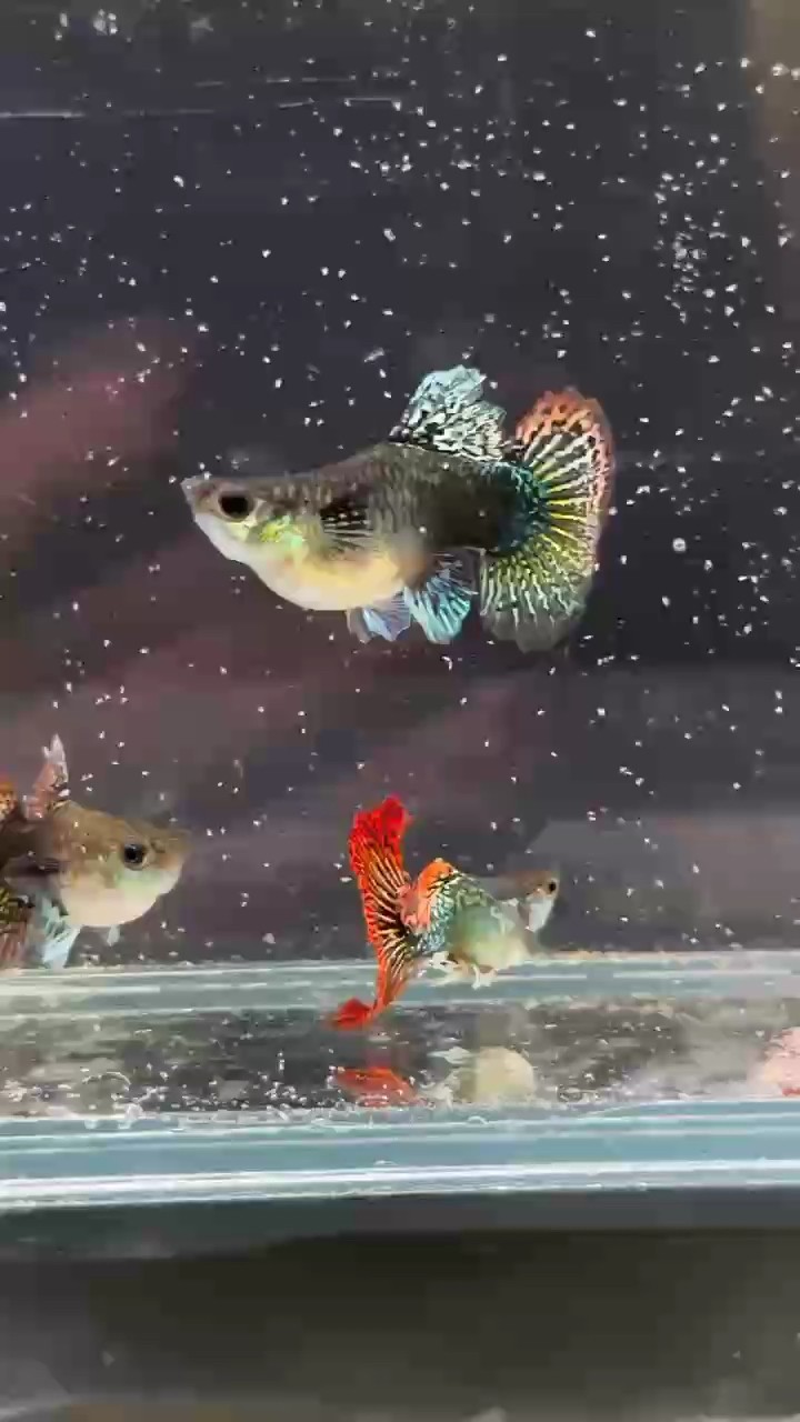 紅龍球體孔雀魚