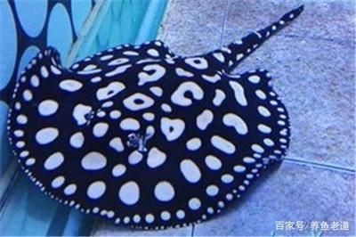 魟魚(yú)尾巴上的刺有毒嗎