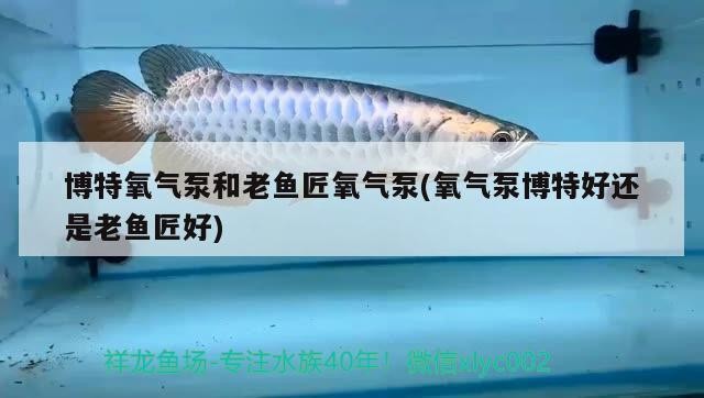 給大魚缸換水的作文:體驗給大魚缸換水的樂趣:體驗給大魚缸換水:給大魚缸換水的作文 博特氧氣泵和老魚匠氧氣泵(氧氣泵博特好還是老魚匠好) 博特水族 博特氧氣泵和老魚匠氧氣泵(氧氣泵博特好還是老魚匠好) 博特氧氣泵和老魚匠氧氣泵(氧氣泵博特好還是老魚匠好) 博特水族