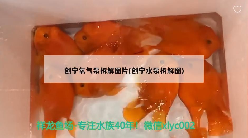創(chuàng)寧氧氣泵拆解圖片(創(chuàng)寧水泵拆解圖)