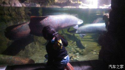 蕪湖水族館vs祥龍魚場（蕪湖水族館與祥龍魚場的區別） 蕪湖水族館vs祥龍魚場（蕪湖水族館與祥龍魚場的區別） 全國水族館企業名錄 第4張