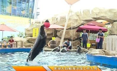 蕪湖水族館vs祥龍魚場（蕪湖水族館與祥龍魚場的區別） 蕪湖水族館vs祥龍魚場（蕪湖水族館與祥龍魚場的區別） 全國水族館企業名錄 第5張