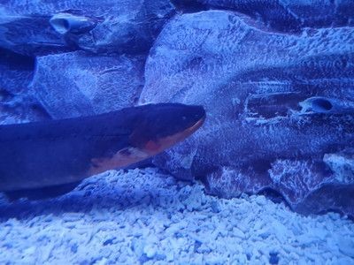 蕪湖水族館vs祥龍魚場（蕪湖水族館與祥龍魚場的區別） 蕪湖水族館vs祥龍魚場（蕪湖水族館與祥龍魚場的區別） 全國水族館企業名錄 第6張