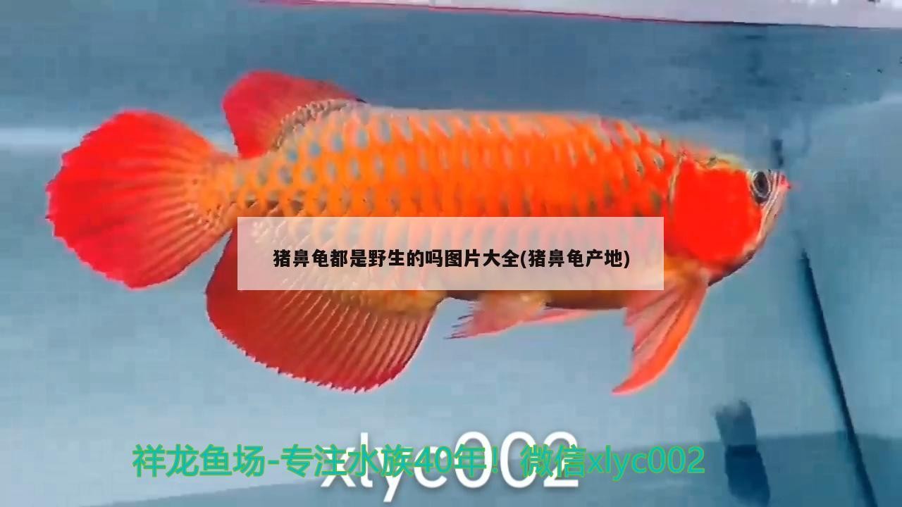 豬鼻龜都是野生的嗎圖片大全(豬鼻龜產地) 豬鼻龜都是野生的嗎圖片大全(豬鼻龜產地) 豬鼻龜百科