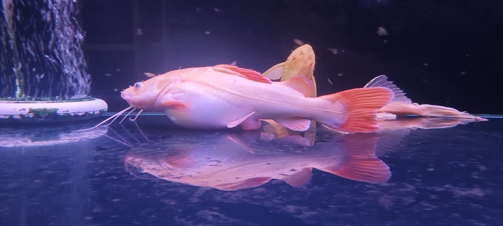 魚友們，誰知道這是怎么回事？