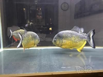 虎魚養(yǎng)單還是雙：關(guān)于虎魚的飼養(yǎng)方式