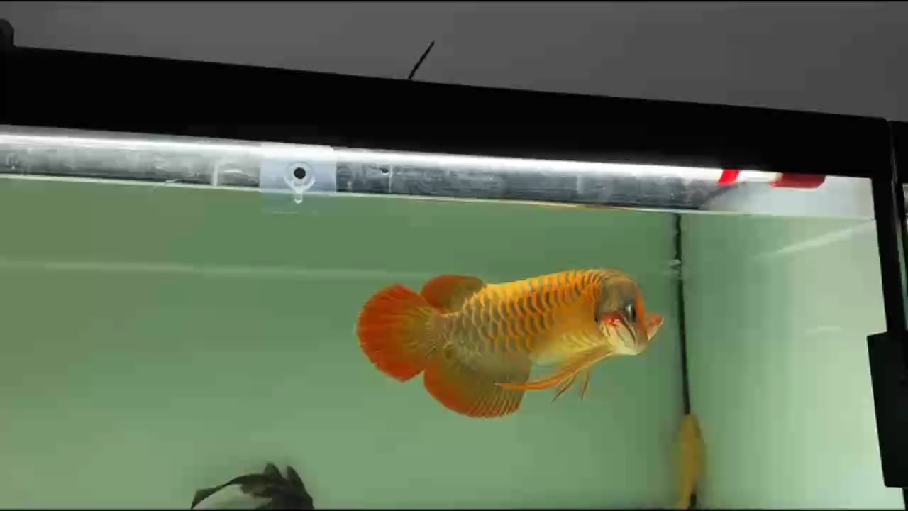 小紅龍更新一年一個月 小紅龍更新一年一個月 龍魚論壇