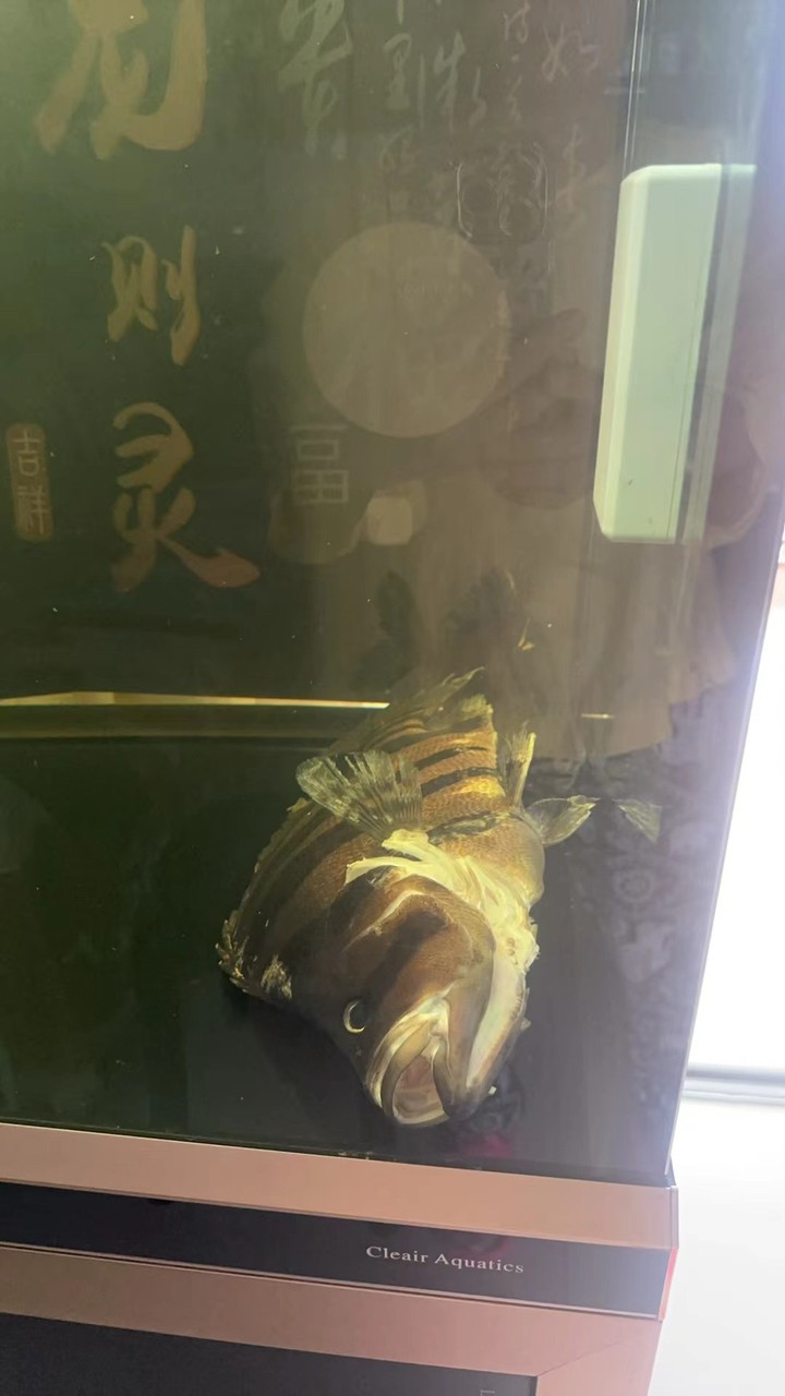 五年小虎暴斃了