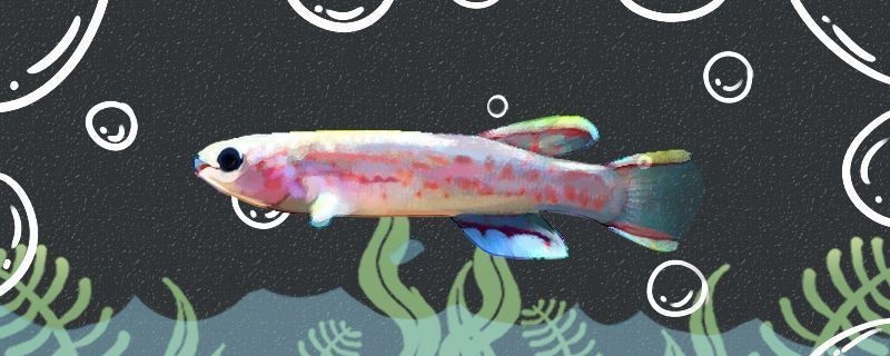 龍魚飼料魚怎么養(yǎng)vs祥龍魚場：龍魚飼料魚怎么養(yǎng)？