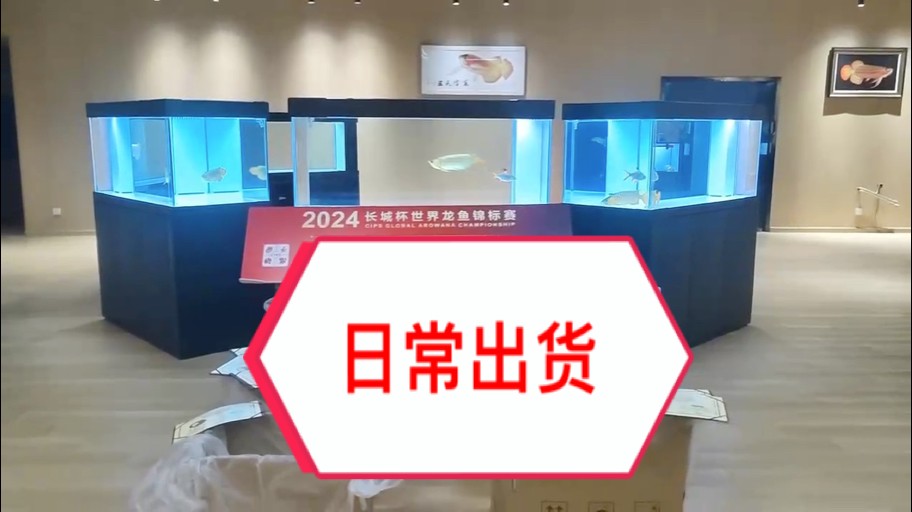 恭喜烏魯木齊代理王總@聚龍閣漁業 的萬隆天王超冠F2“兇巴巴”小朋友喜獲小魚組亞軍。
大佬，請接魚??
#萬隆天王紅龍 #龍魚 #龍魚