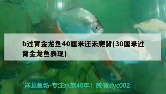 b過背金龍魚40厘米還未爬背(30厘米過背金龍魚表現(xiàn))