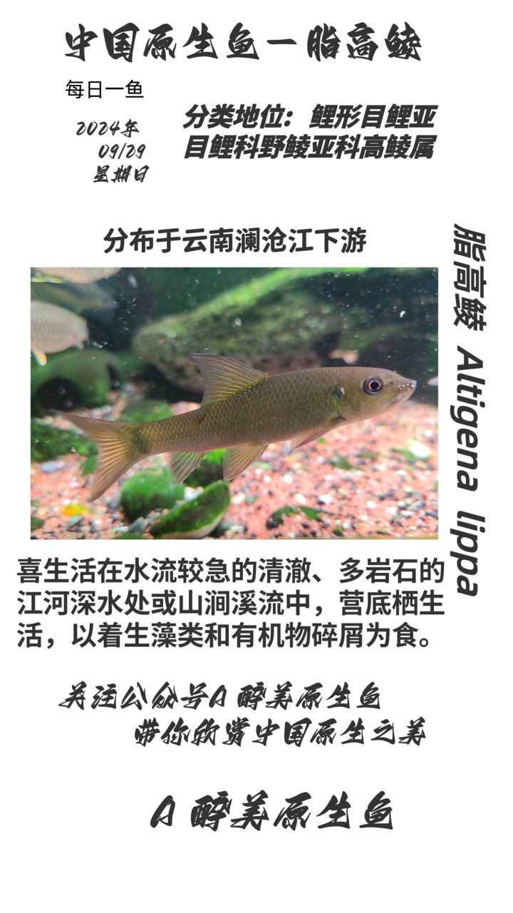 脂高鯪 脂高鯪 龍魚論壇