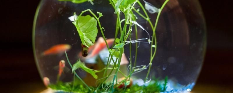2.4米魚缸養(yǎng)多少條魚合適：2.4米的魚缸適合養(yǎng)多少條魚