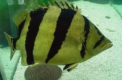 虎魚紋路不清晰的原因是什么：虎魚紋路不清晰的原因