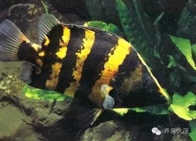 虎魚怎么一直是黑色的：為什么虎魚的體色總是黑色的？