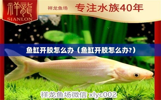 龍魚干蝦有營養嗎 重慶觀賞魚基地批發價格表大全及圖片 魚缸百科 重慶觀賞魚基地批發價格表大全及圖片 重慶觀賞魚基地批發價格表大全及圖片 魚缸百科