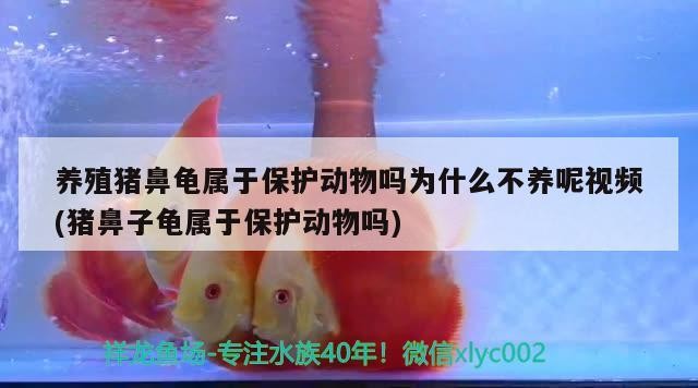 養殖豬鼻龜屬于保護動物嗎為什么不養呢視頻(豬鼻子龜屬于保護動物嗎)