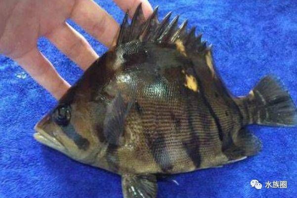 虎魚為什么一直黑色：虎魚體色變黑可能是患上了黑斑病，飼養者需要注意控制水溫和水質