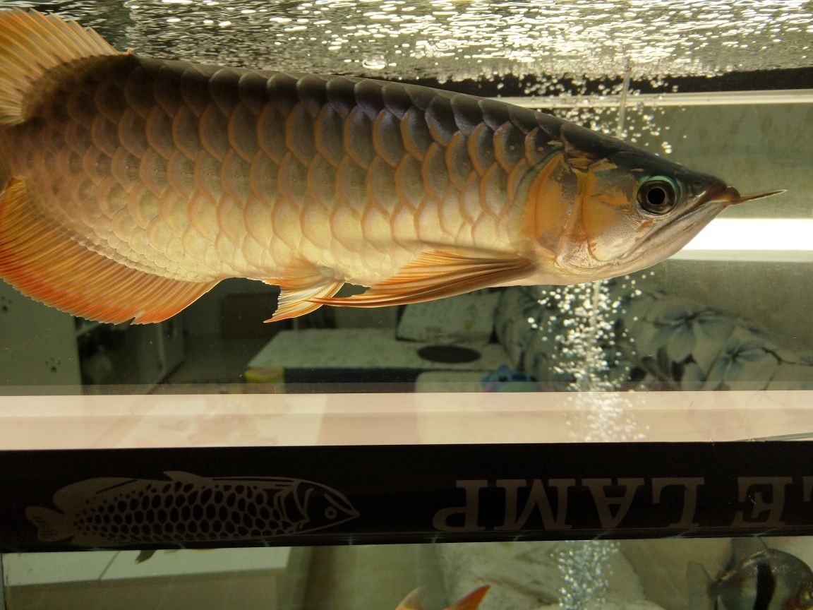 銅川市新區(qū)魚樂水族店