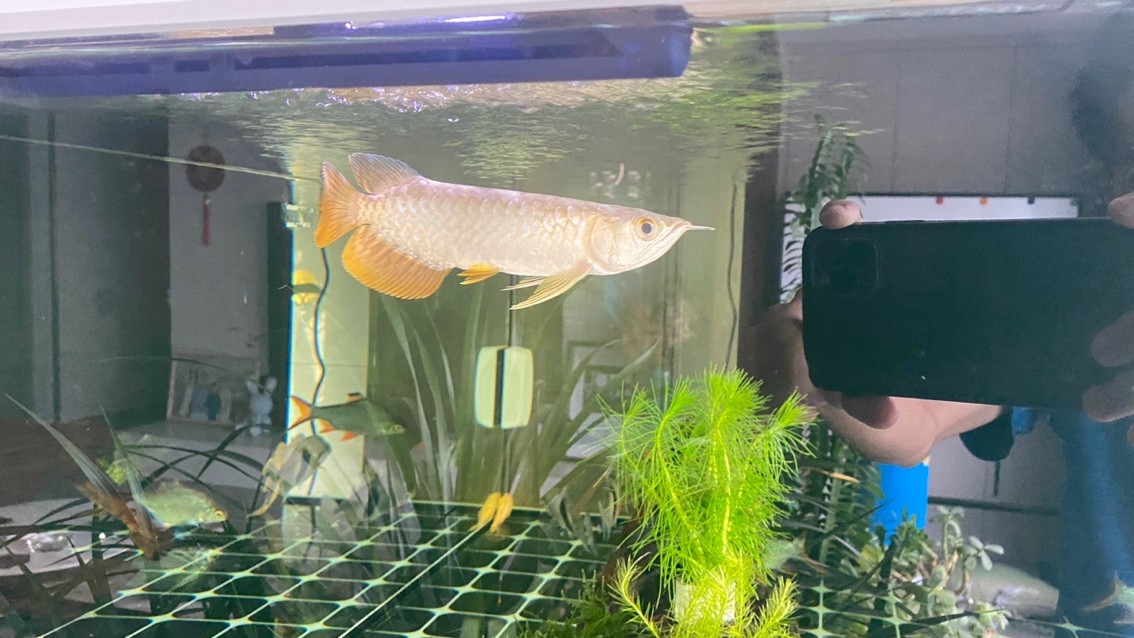 新迎小紅龍，坐飛機從廣州到銀川。狀態(tài)還挺 新迎小紅龍，坐飛機從廣州到銀川。狀態(tài)還挺 龍魚論壇 第1張