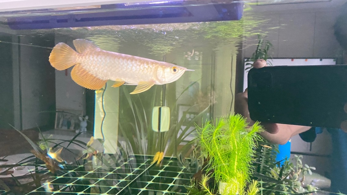 新迎小紅龍，坐飛機從廣州到銀川。狀態(tài)還挺 新迎小紅龍，坐飛機從廣州到銀川。狀態(tài)還挺 龍魚論壇 第2張