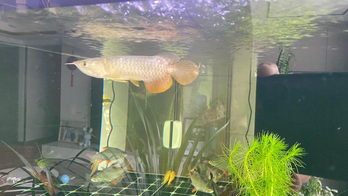 新迎小紅龍，坐飛機從廣州到銀川。狀態(tài)還挺 新迎小紅龍，坐飛機從廣州到銀川。狀態(tài)還挺 龍魚論壇 第3張