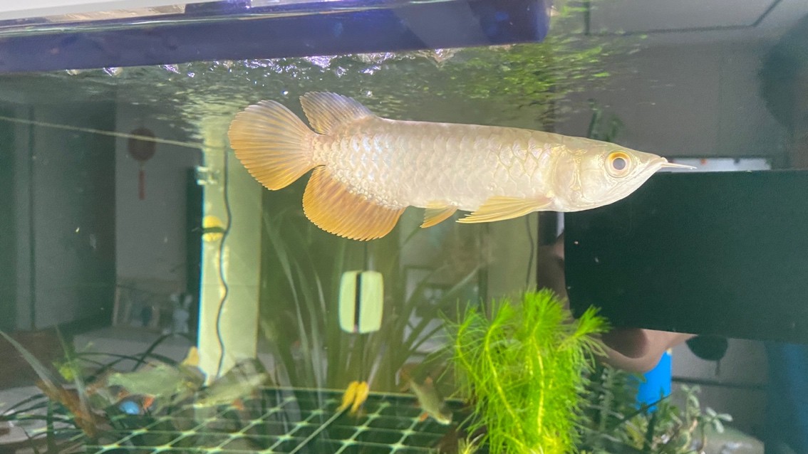 新迎小紅龍，坐飛機從廣州到銀川。狀態(tài)還挺 新迎小紅龍，坐飛機從廣州到銀川。狀態(tài)還挺 龍魚論壇 第4張