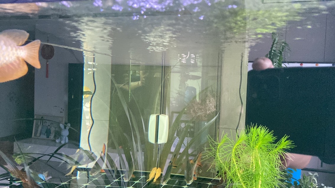 新迎小紅龍，坐飛機從廣州到銀川。狀態(tài)還挺 新迎小紅龍，坐飛機從廣州到銀川。狀態(tài)還挺 龍魚論壇 第5張