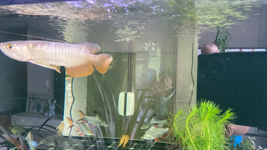 新迎小紅龍，坐飛機從廣州到銀川。狀態(tài)還挺 新迎小紅龍，坐飛機從廣州到銀川。狀態(tài)還挺 龍魚論壇 第6張