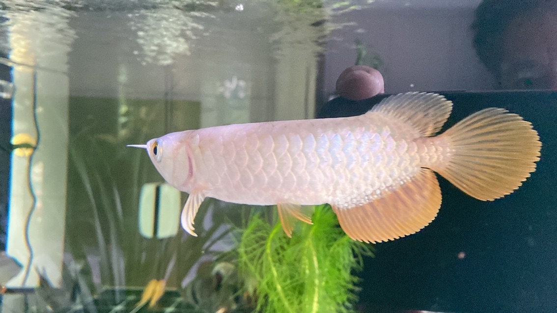 新迎小紅龍，坐飛機從廣州到銀川。狀態(tài)還挺 新迎小紅龍，坐飛機從廣州到銀川。狀態(tài)還挺 龍魚論壇 第8張