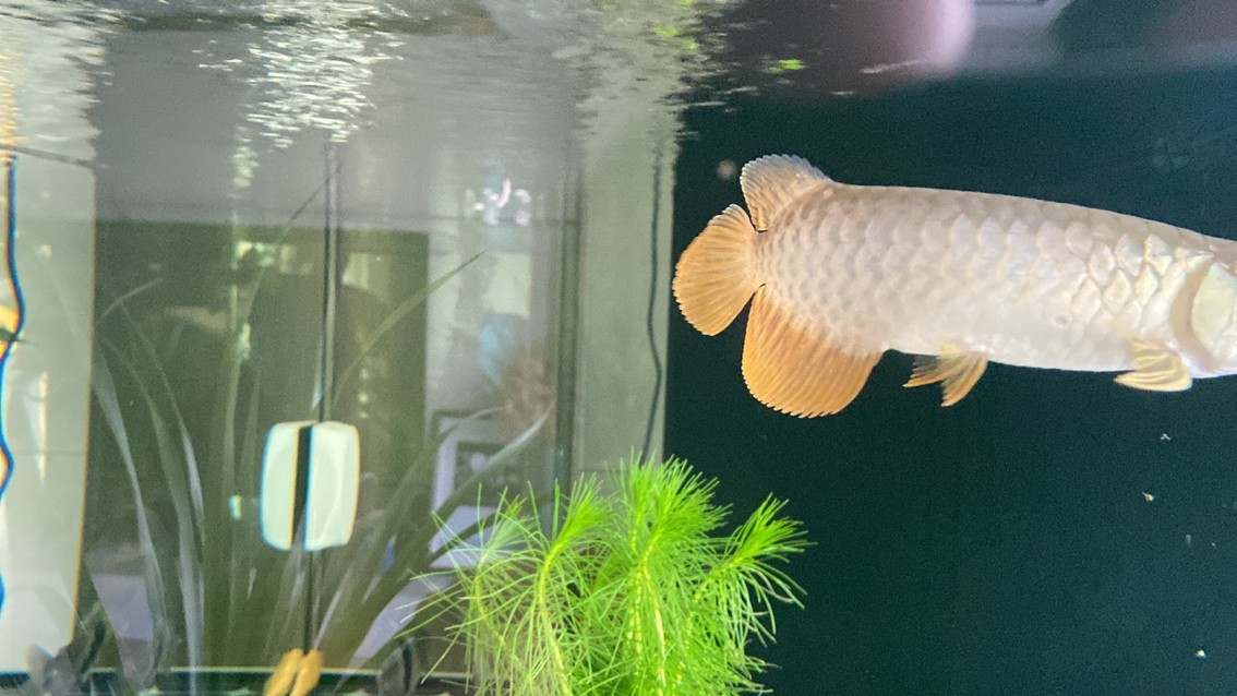 新迎小紅龍，坐飛機從廣州到銀川。狀態(tài)還挺 新迎小紅龍，坐飛機從廣州到銀川。狀態(tài)還挺 龍魚論壇 第9張