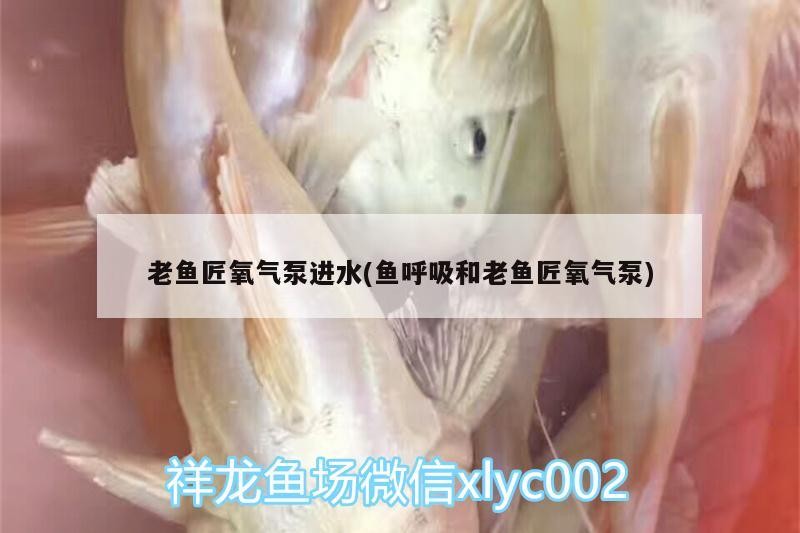 老魚匠氧氣泵進(jìn)水(魚呼吸和老魚匠氧氣泵) 老魚匠氧氣泵進(jìn)水(魚呼吸和老魚匠氧氣泵) 老魚匠