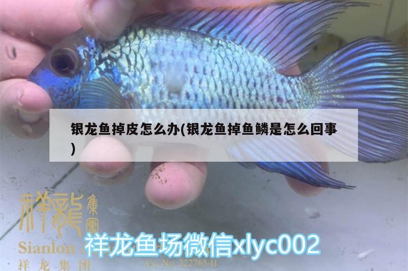 銀龍魚掉皮怎么辦(銀龍魚掉魚鱗是怎么回事) 銀龍魚掉皮怎么辦(銀龍魚掉魚鱗是怎么回事) 銀龍魚百科