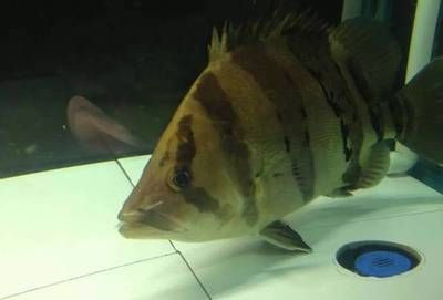 魟魚白點變黑：對于魟魚白點變黑的問題