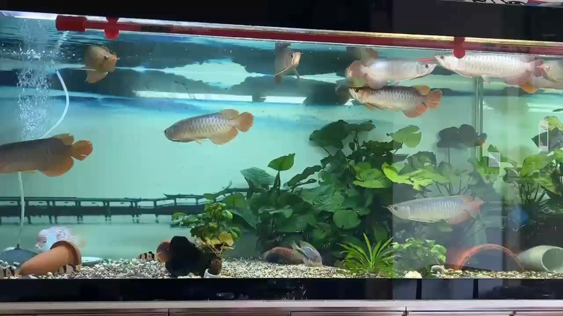 祥龍魚場在廣州市的具體營業時間是？，廣州百藝城祥龍魚場營業時間對照表祥龍魚場營業時間