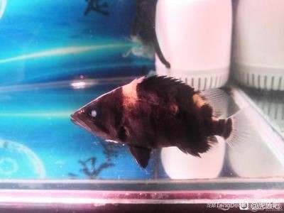 虎魚眼里有白點是什么情況：虎魚眼里有白點是什么原因
