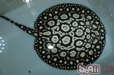 小缸養魟魚會怎么樣：小缸養魟魚會怎樣