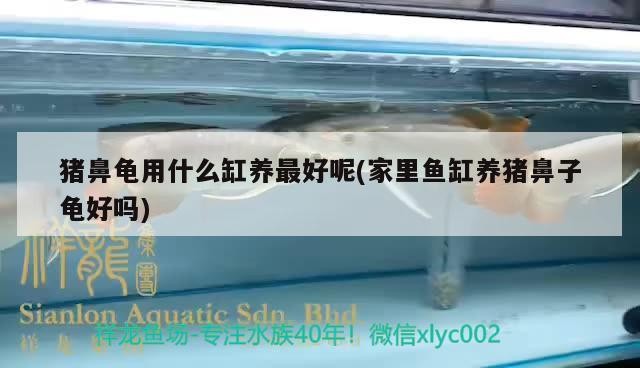 豬鼻龜用什么缸養(yǎng)最好呢(家里魚缸養(yǎng)豬鼻子龜好嗎) 豬鼻龜用什么缸養(yǎng)最好呢(家里魚缸養(yǎng)豬鼻子龜好嗎) 豬鼻龜百科