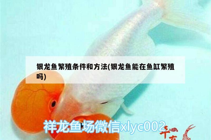 銀龍魚繁殖條件和方法(銀龍魚能在魚缸繁殖嗎) 銀龍魚繁殖條件和方法(銀龍魚能在魚缸繁殖嗎) 銀龍魚百科