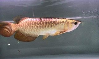 龍魚爛鱗是什么原因造成的vs祥龍魚場：祥龍魚場的龍魚品種龍魚爛鱗的治療方法